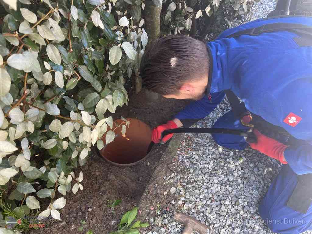 Rioolvliegjes Duiven Rioolvliegjes Duiven